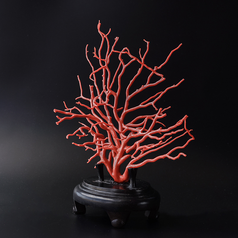 沙丁红珊瑚原枝摆件|天然沙丁珊瑚|珊瑚摆件】-红掌柜珠宝